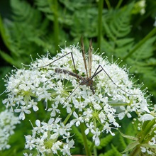 Cranefly - Tipula Unca