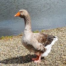 Goose - Toulouse Goose - Toulouse