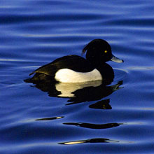 Duck - Tufted