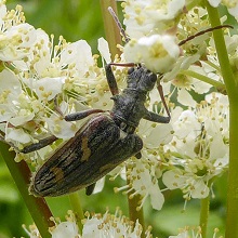 Beetle - Longhorn - two banded