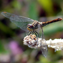Dragonfly - Vagrant Emperor