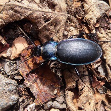 Beetle - Carabus Violaceus