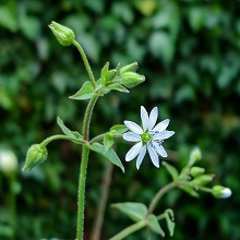 Chickweed - Water