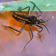 Bug - Water Cricket