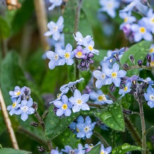 Forget - Me - Not - Water