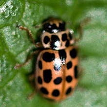 Beetle -Ladybird - Water