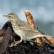 Pipit - Water