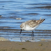 Sandpiper - Western Sandpiper - Western