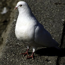 Dove - White