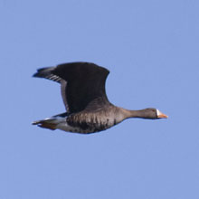 Goose - White Fronted