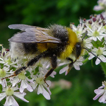 Bee - Bumble Bee - White Tailed