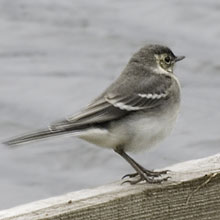 Wagtail - White