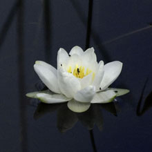 Lily - Water - European - White