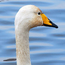 Swan - Whooper