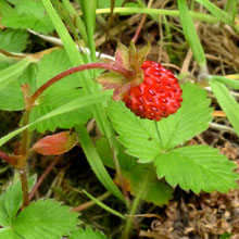 Strawberry - Wild