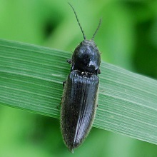 Beetle - Click - Agriotes obscurus