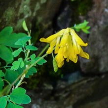 Fumitory - Yellow