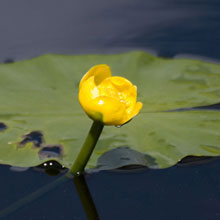 Lily - Water - Yellow